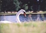  Swan 