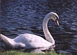  Swan 